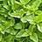 Oregano