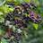 Elderberry