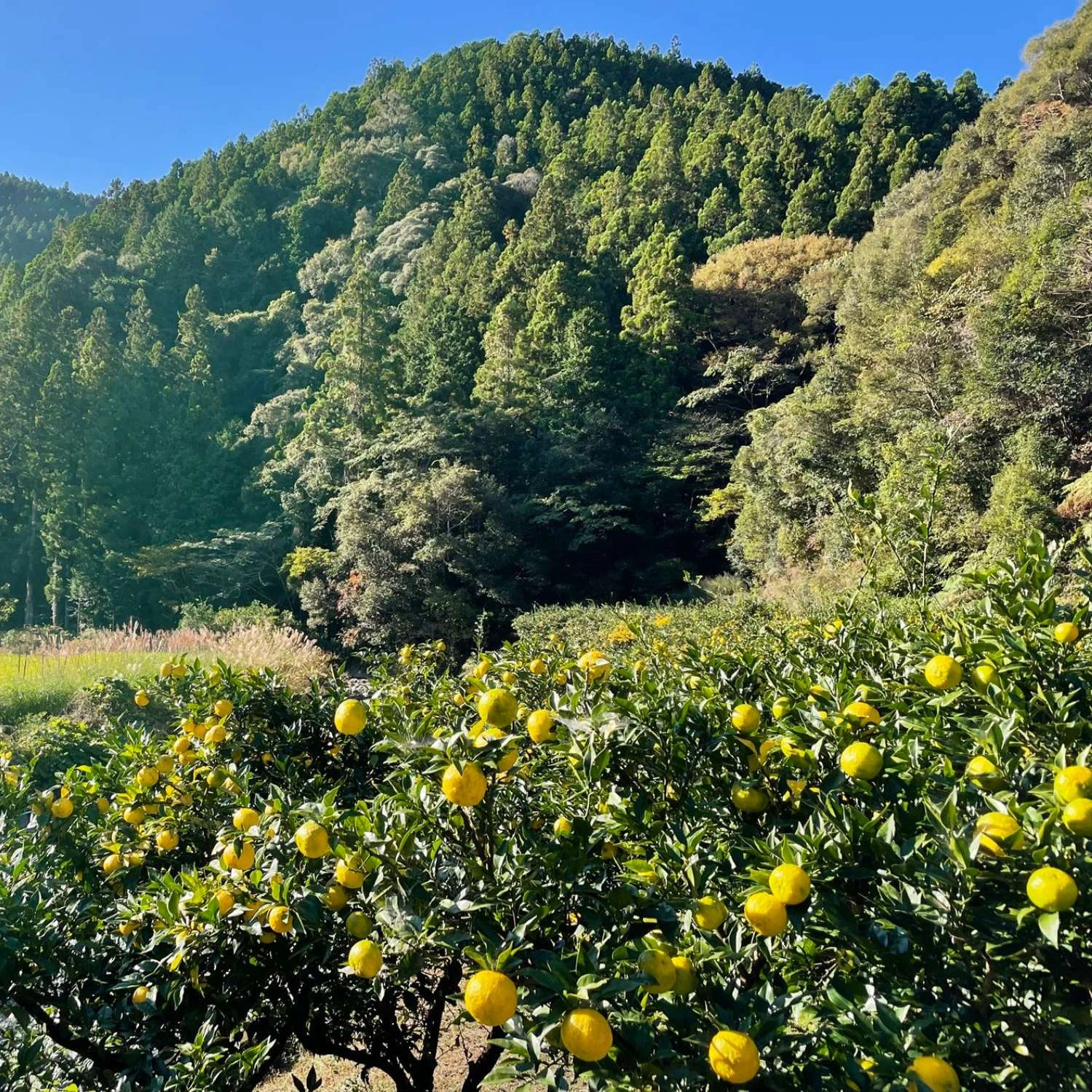 POLLY Citrus Aperitif