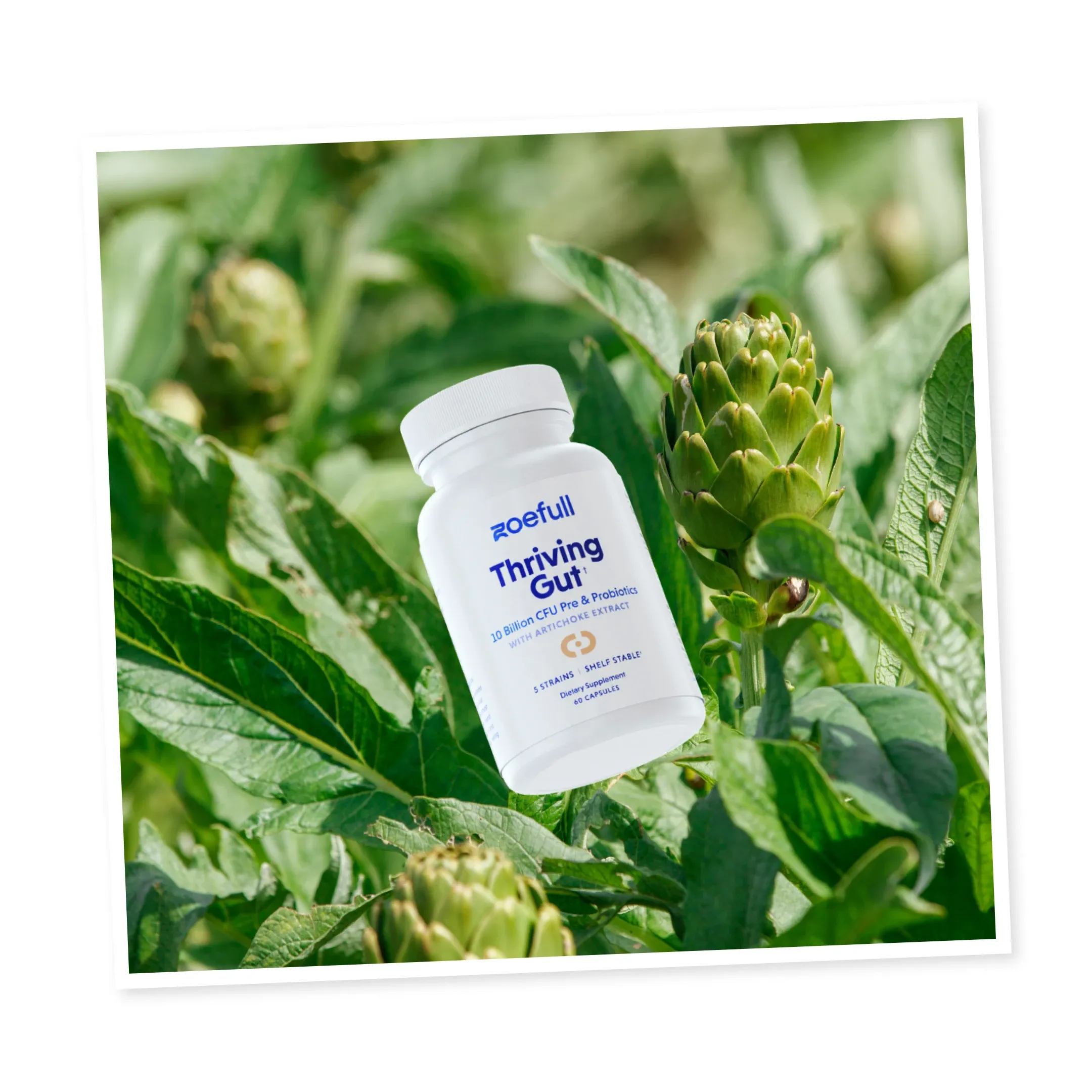 Design that showcases zoefull's thriving gut supplement in front of a field of artichokes.