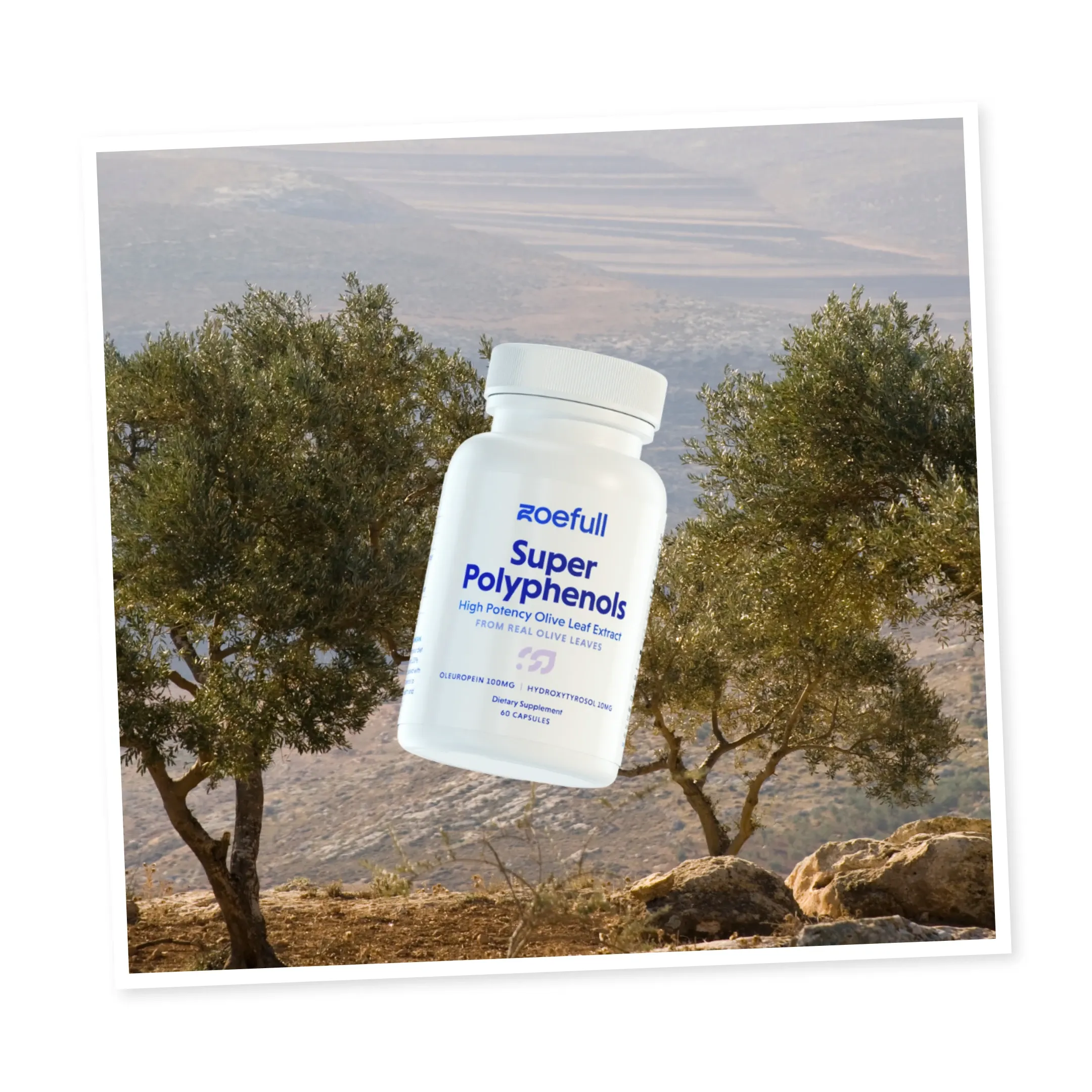 A picture showcasing zoefull's super polyphenol supplement in front of olive trees.