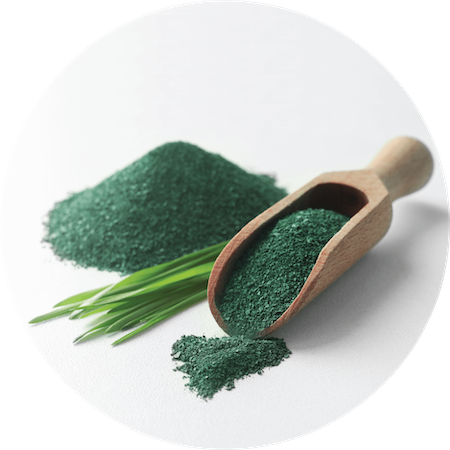 Sea Kelp Powder