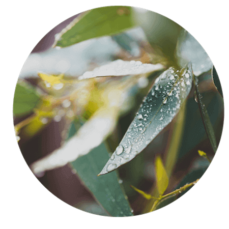 Eucalyptus