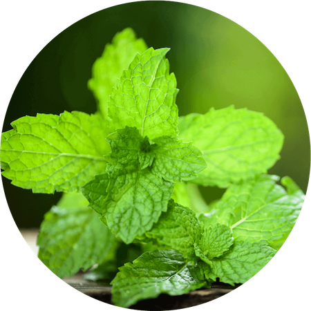 Wild Mint