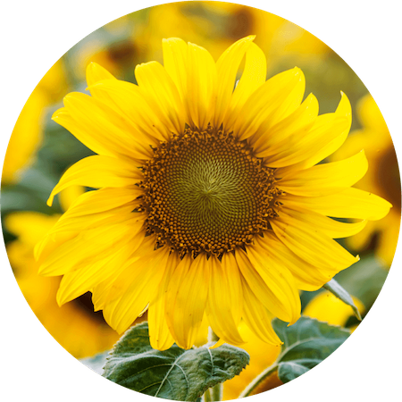 Sunflower Seed Oil