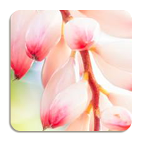 Ginger Flower Water