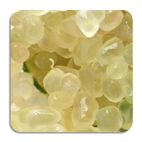 Lime Pearl Extract