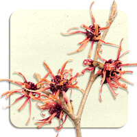 WITCH HAZEL & VEGAN SILICA
