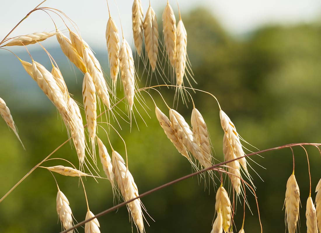 Close up of Oat in a field