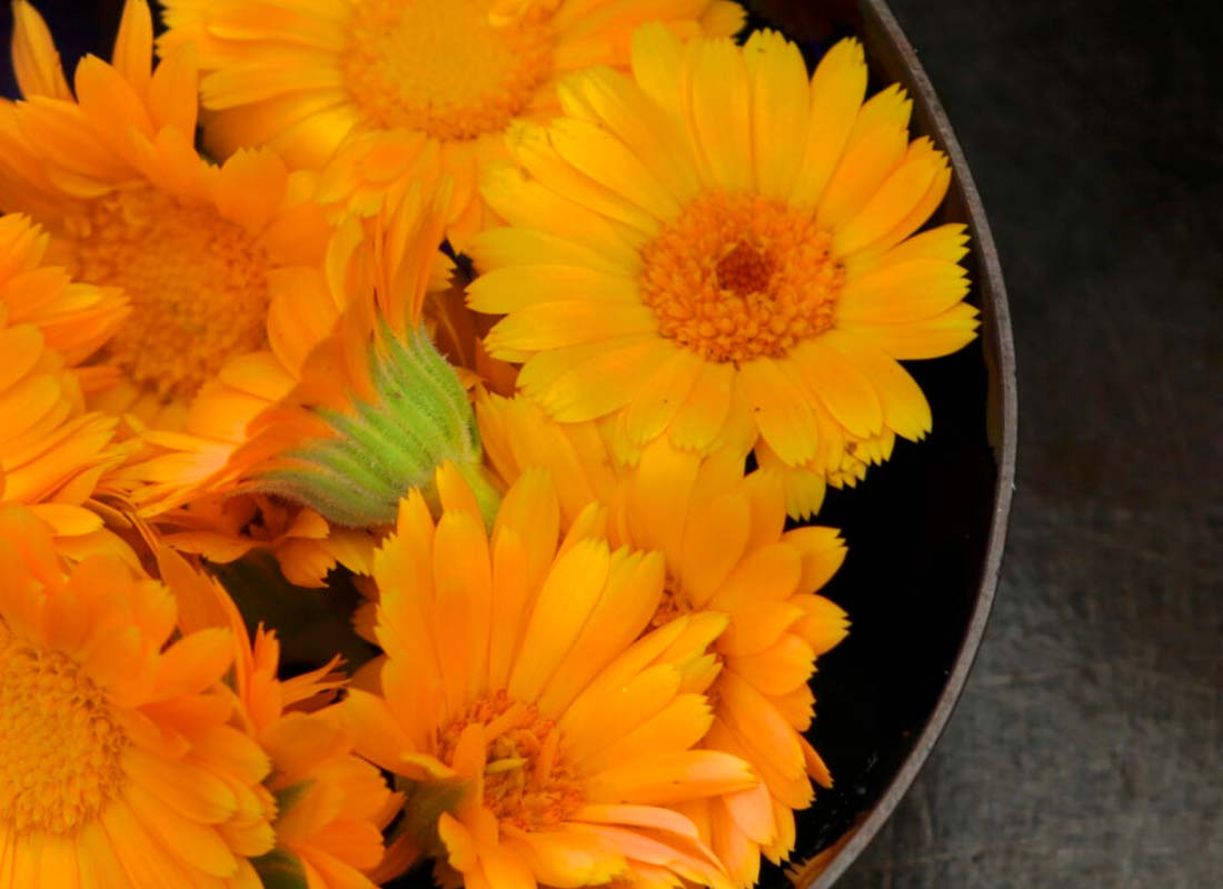 Calendula flowers cut and in a bowl on a table