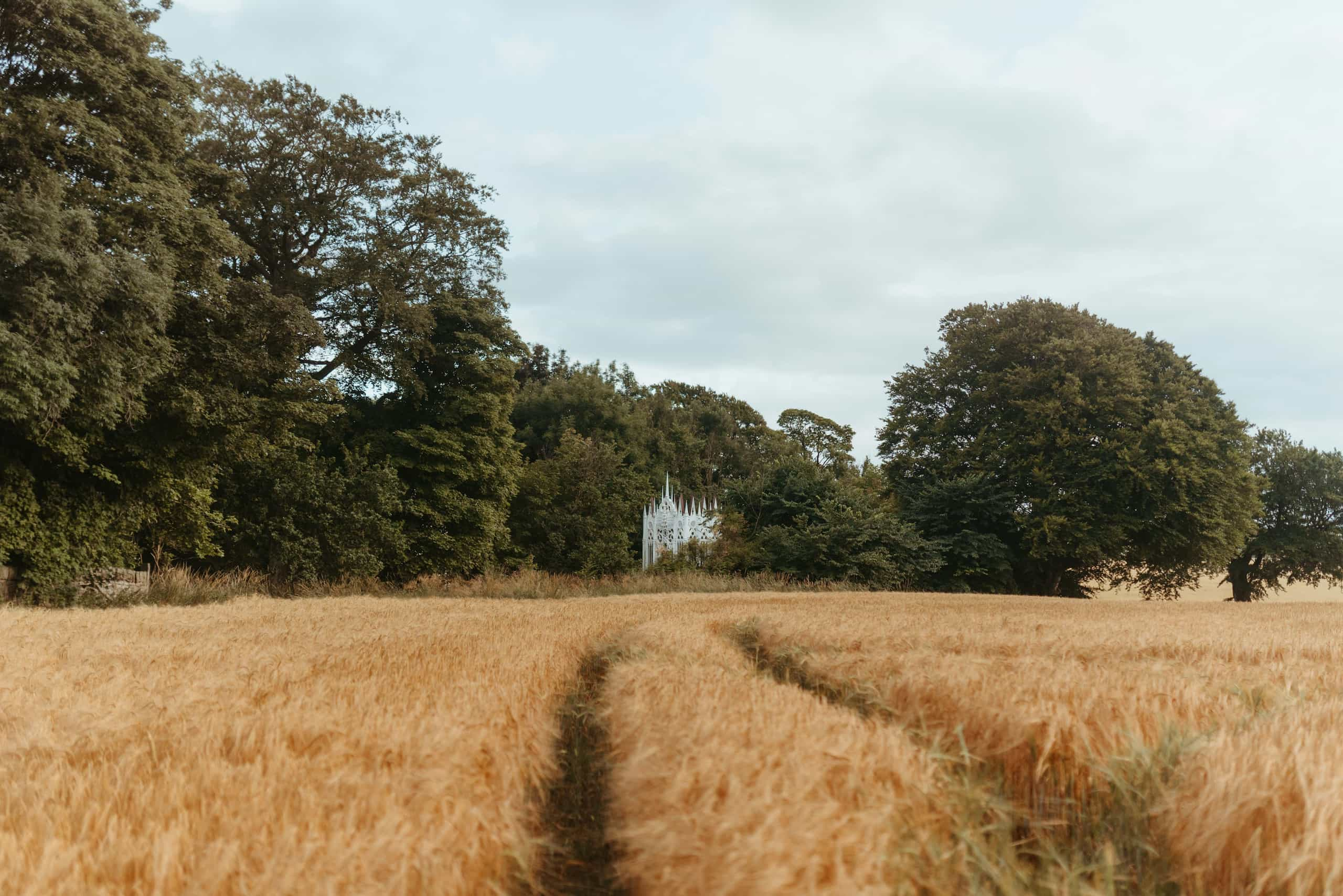 Heritage Barley field