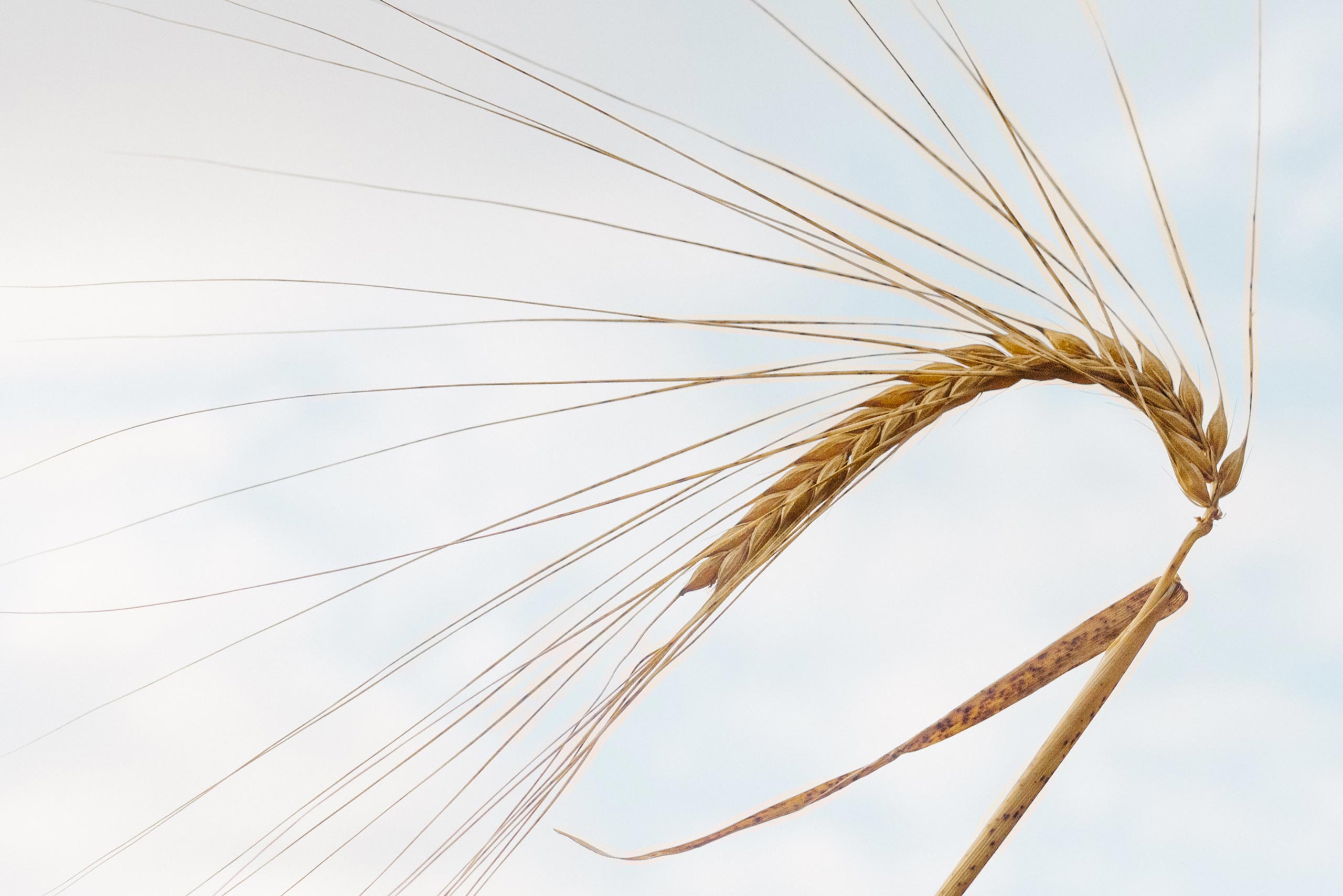 Jupiter Barley, a form of heritage barley