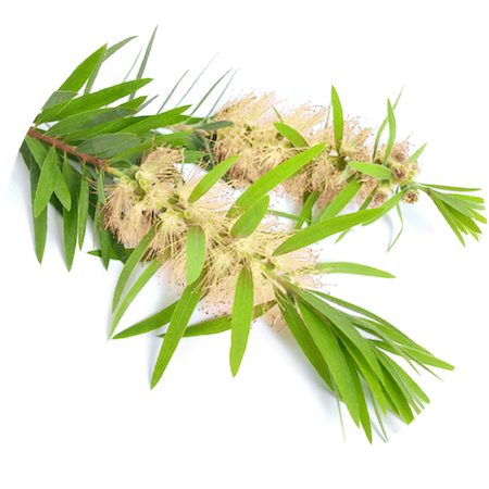 Tea Tree