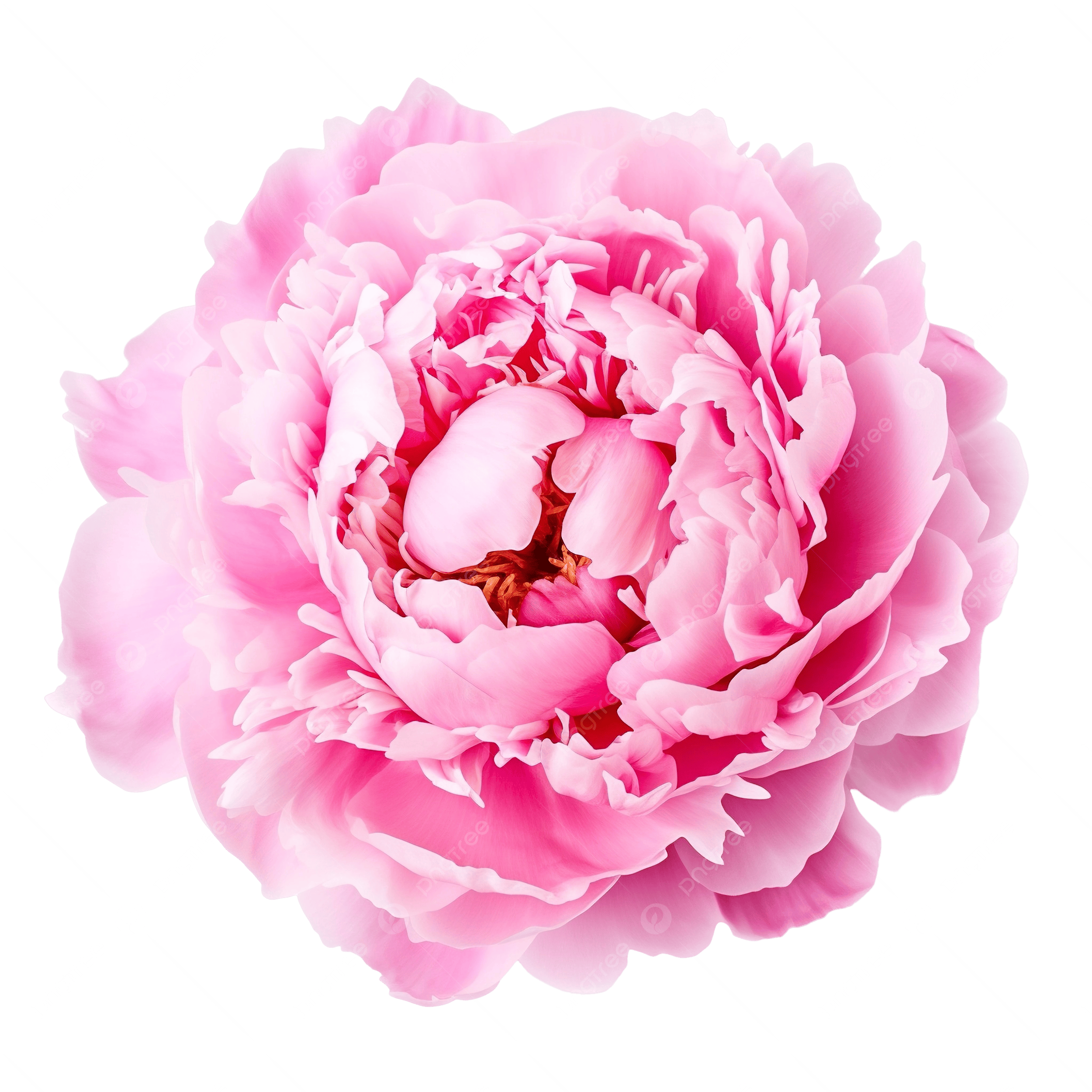 Noble Diamond Salon Starter Kit