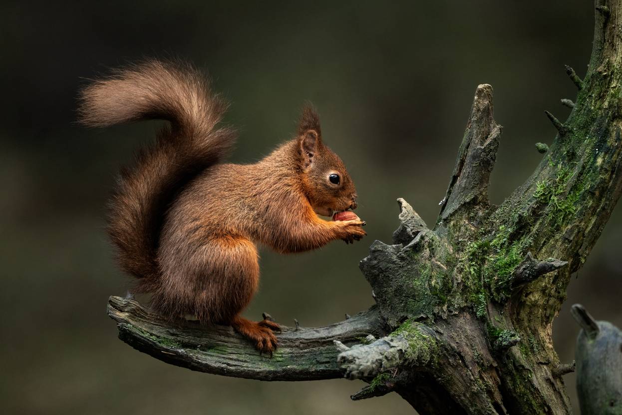 Ultra-Close Shots, Seamless Focus