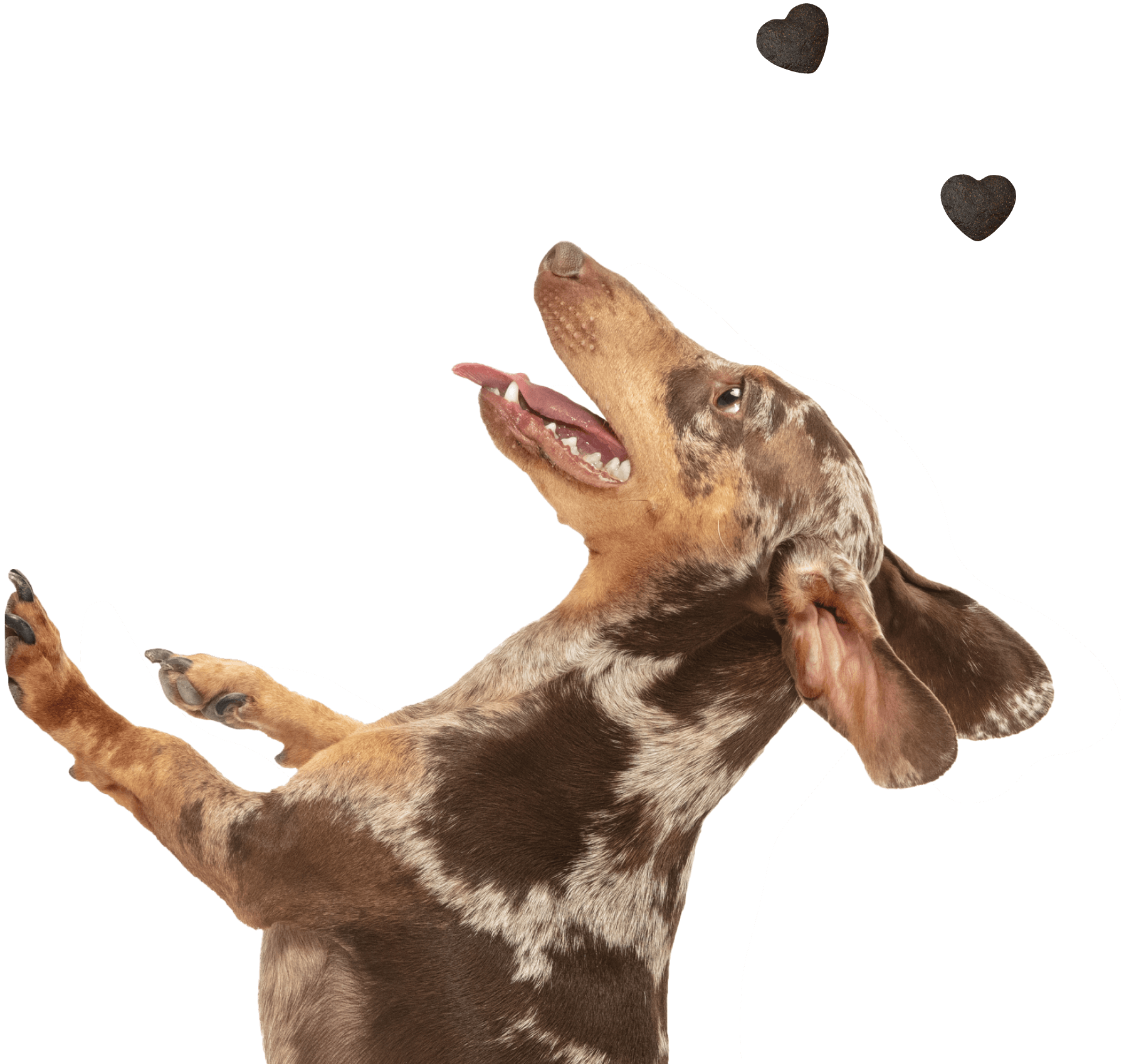 Gönn deinem Hund mehr Gutes: GIMME MORE! Premium-Trainlingsleckerli