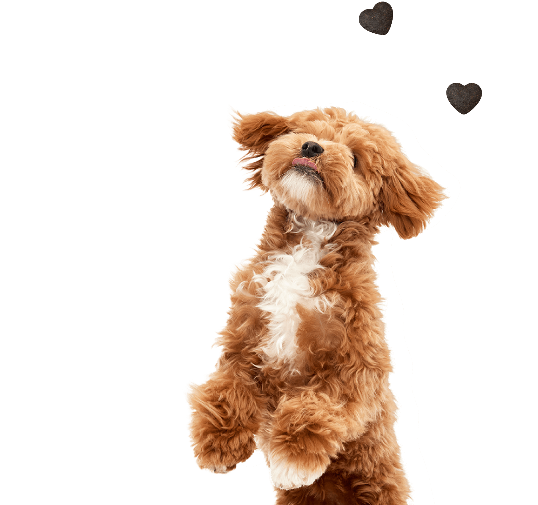 Gönn deinem Hund mehr Gutes: GIMME MORE! Premium-Trainlingsleckerli
