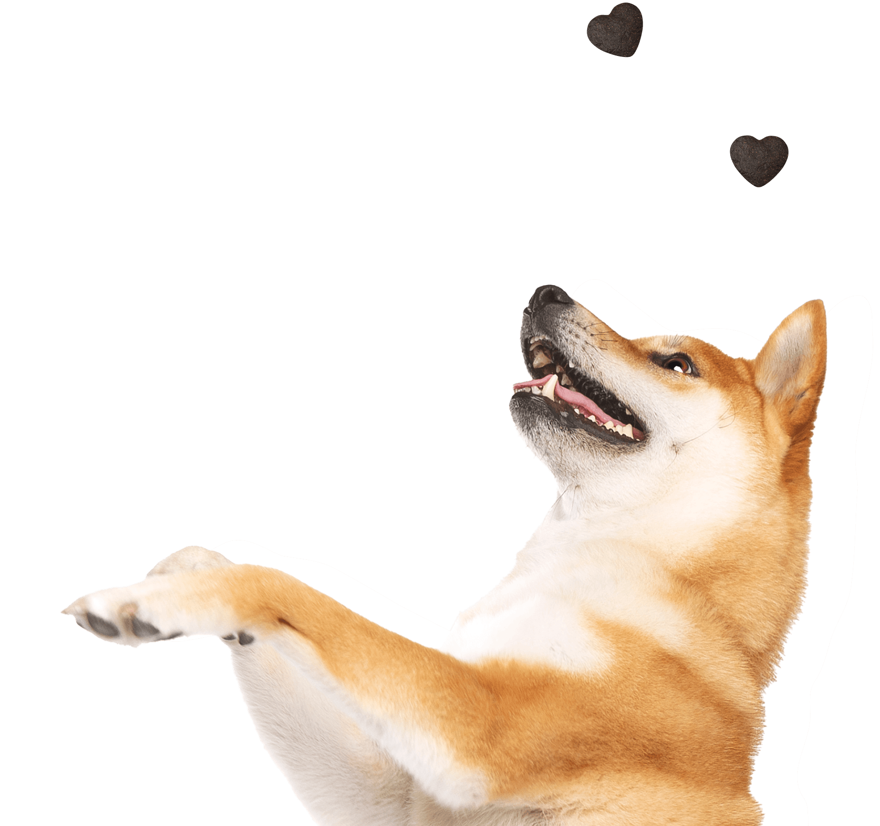Gönn deinem Hund mehr Gutes: GIMME MORE! Premium-Trainlingsleckerli