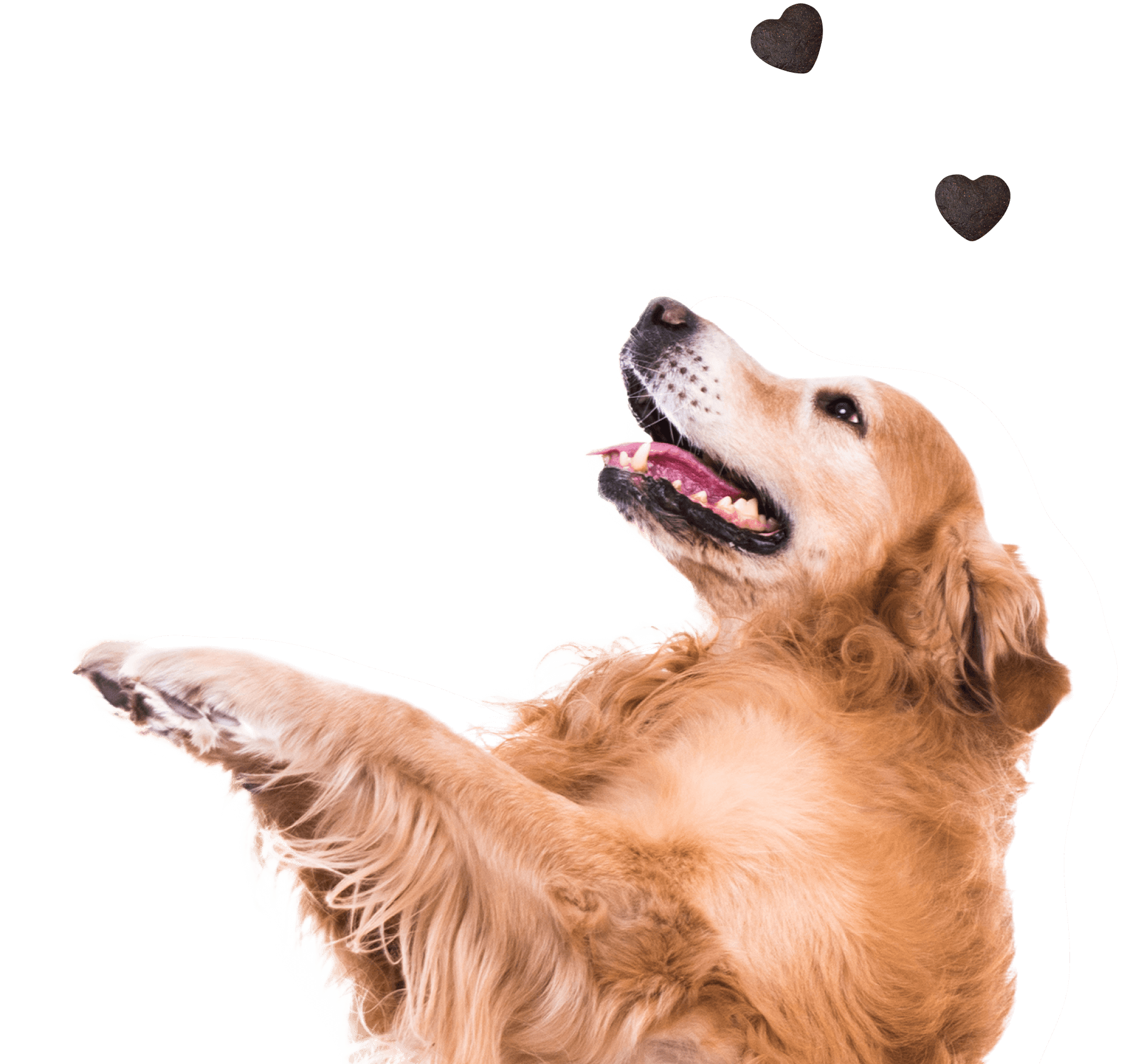 Gönn deinem Hund mehr Gutes: GIMME MORE! Premium-Trainlingsleckerli