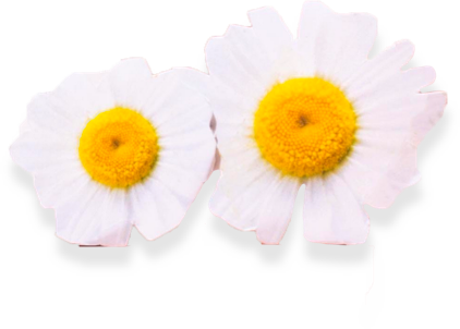 Botanical Teeth Whitening Pen