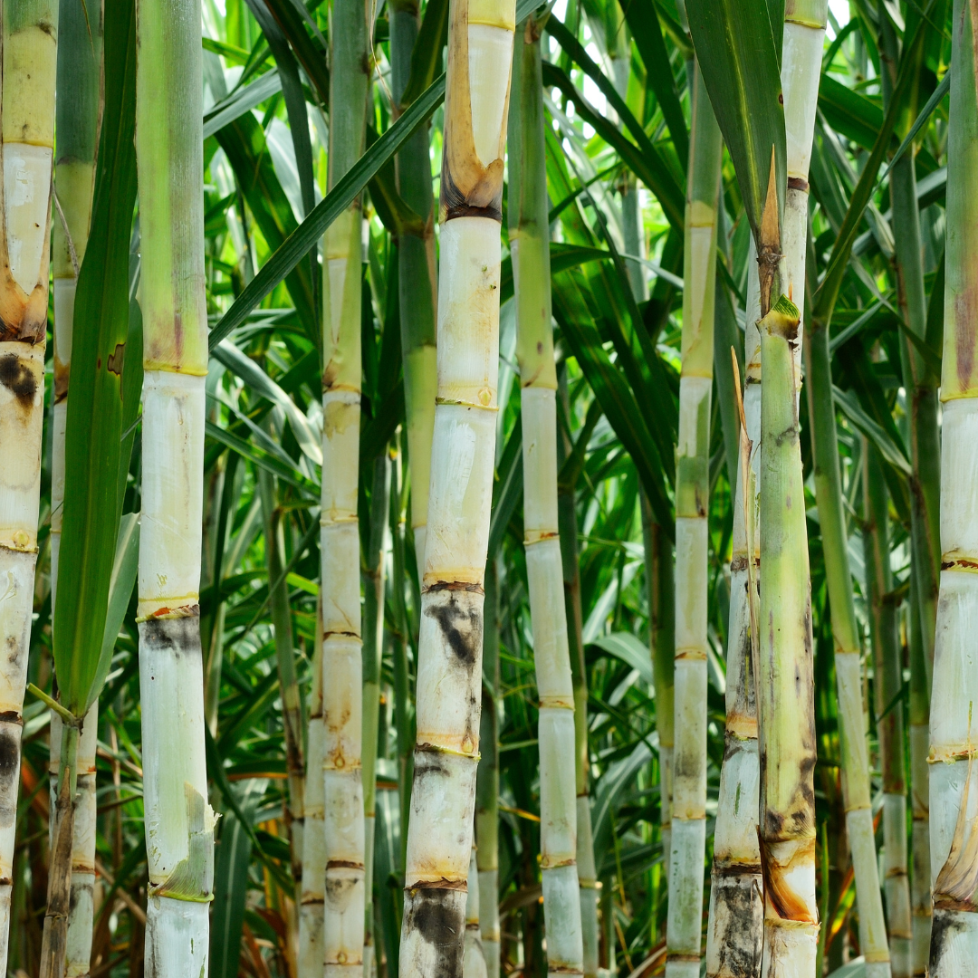 Fine Cane Sugar