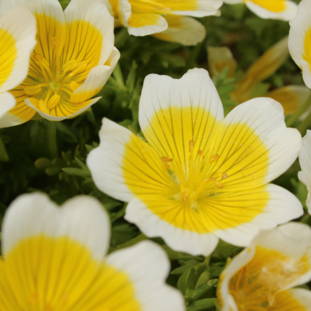 Meadow seed oil