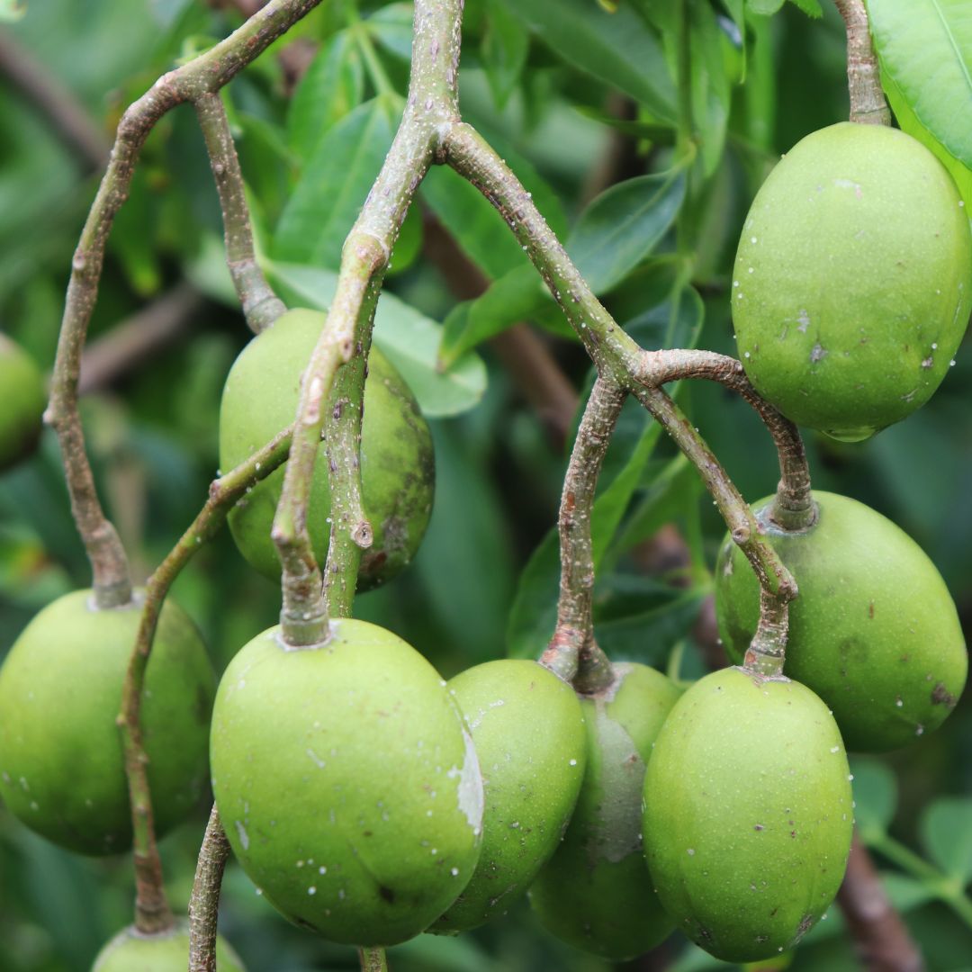 Kakadu Plum Seed Oil