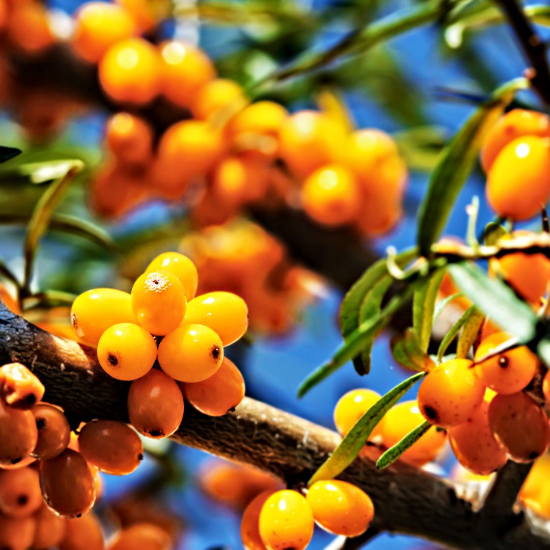 Sea Buckthorn Fruit Oil