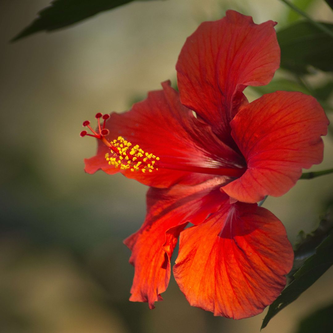 Hibiscus Seed Oil