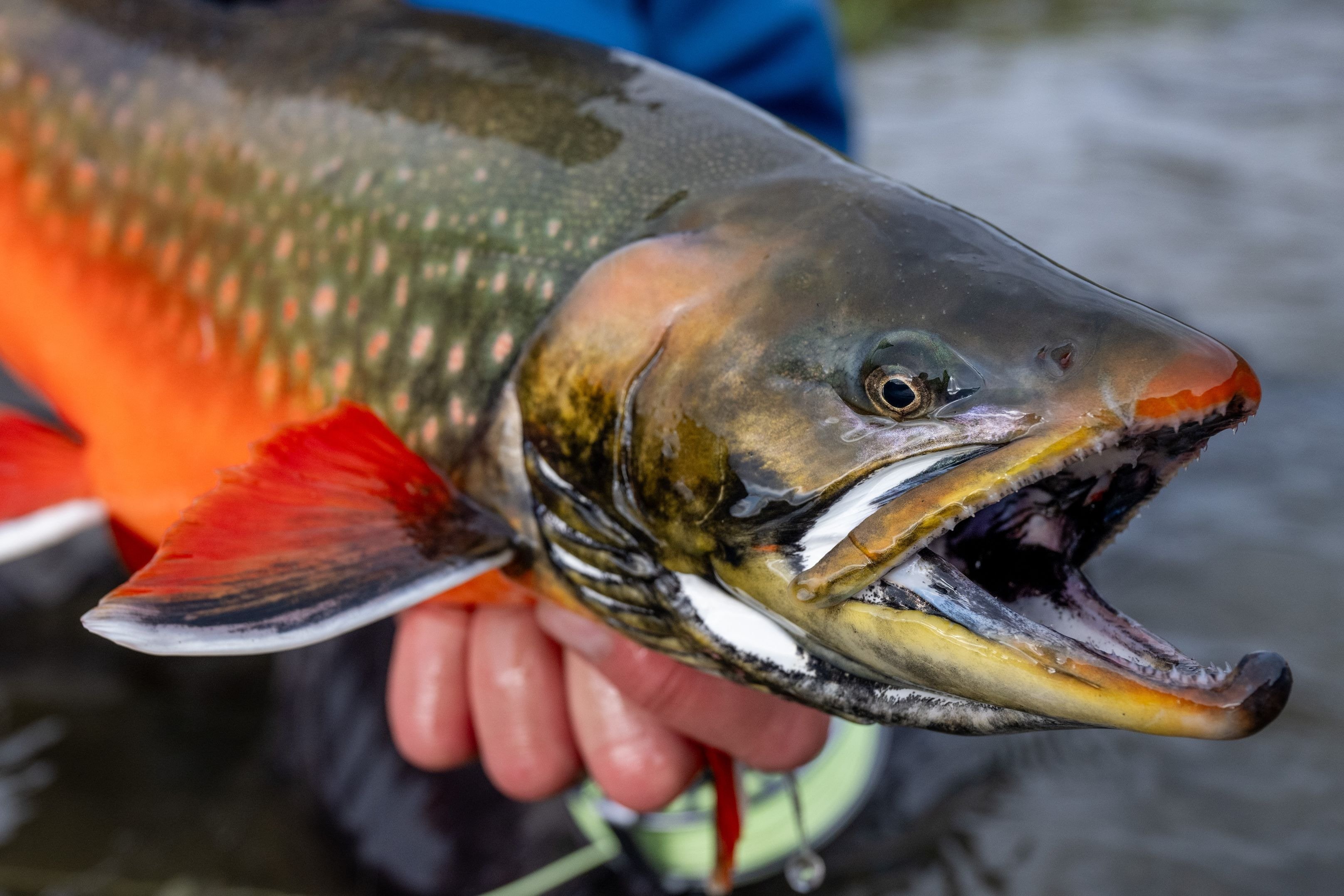 Erfalik Lodge - Arctic Char Fly Fishing | Yellow Dog Flyfishing