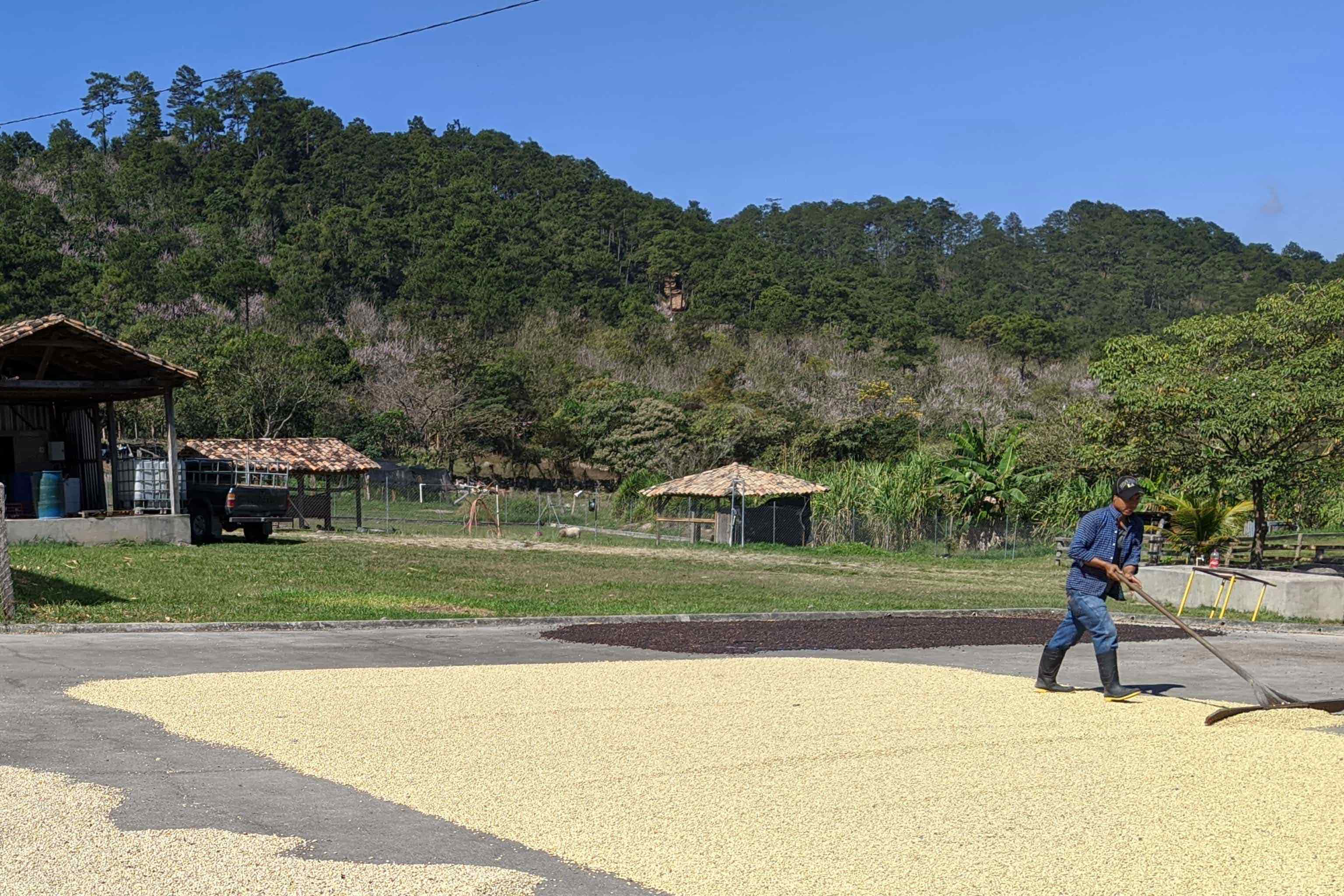 Top selling light roast coffe | Early Riser by Classico – Terra Kaffe