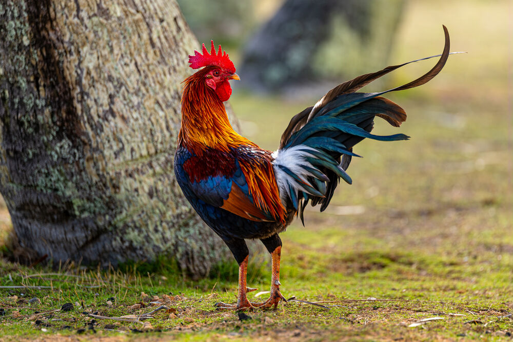 Advanced Autofocus with Intelligent Subject Tracking