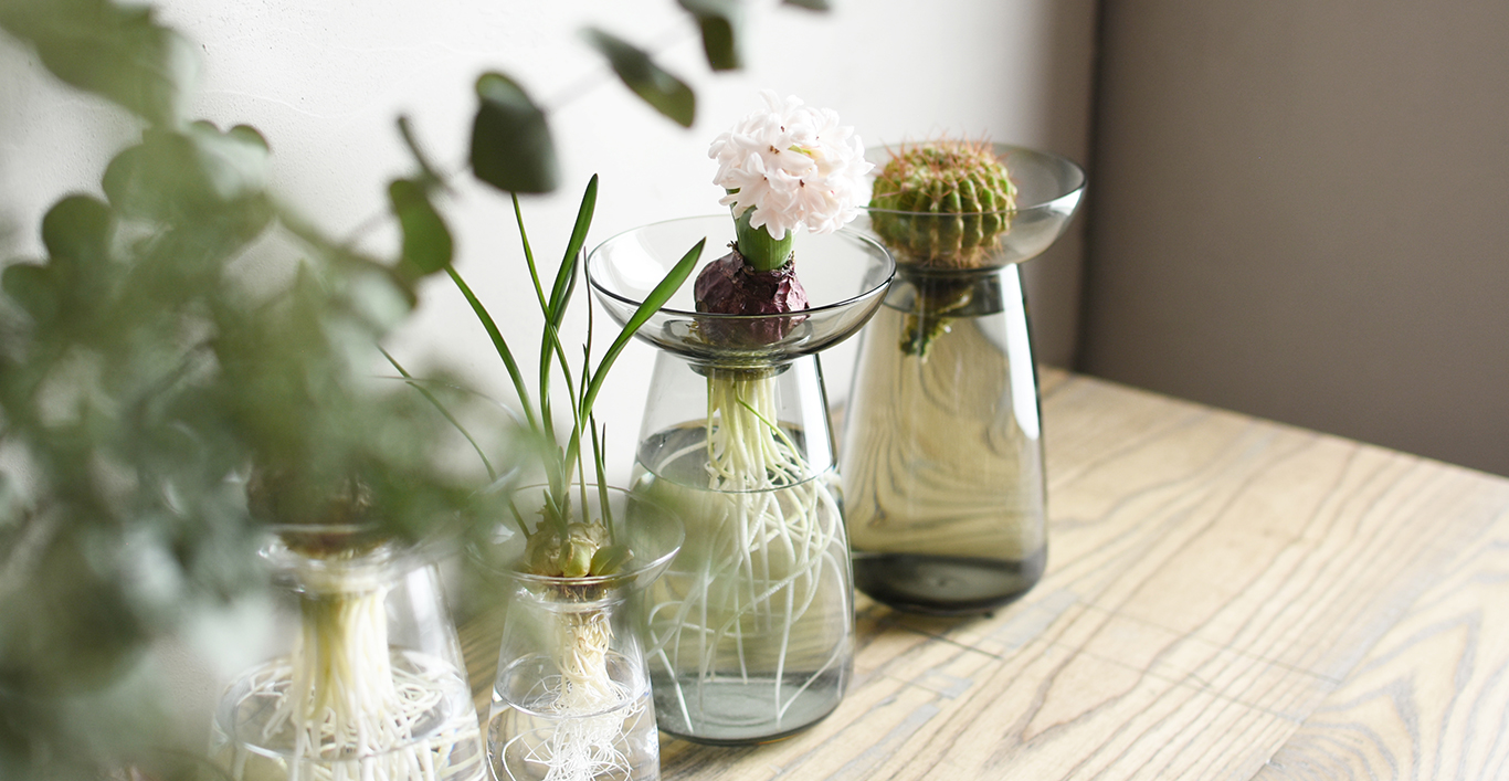  AQUA CULTURE vases with propagated succulents  