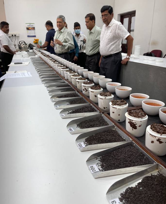 Une session de Tea Tasting au Sri Lanka Tea Board Tea Tasting Unit