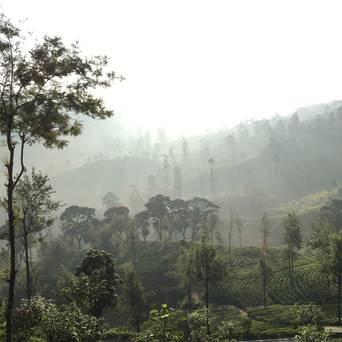 Des low grown aux high grown - une palette aromatique et de paysages