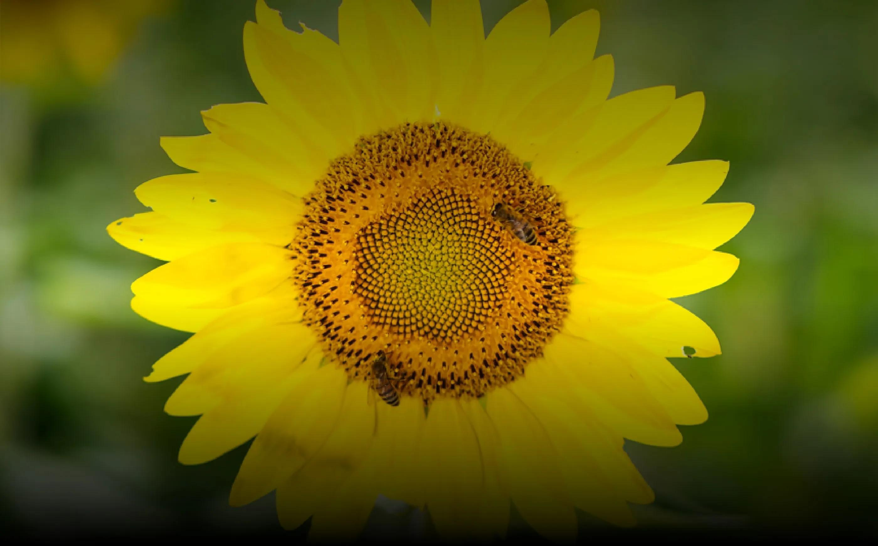 Beautiful Subject Separation