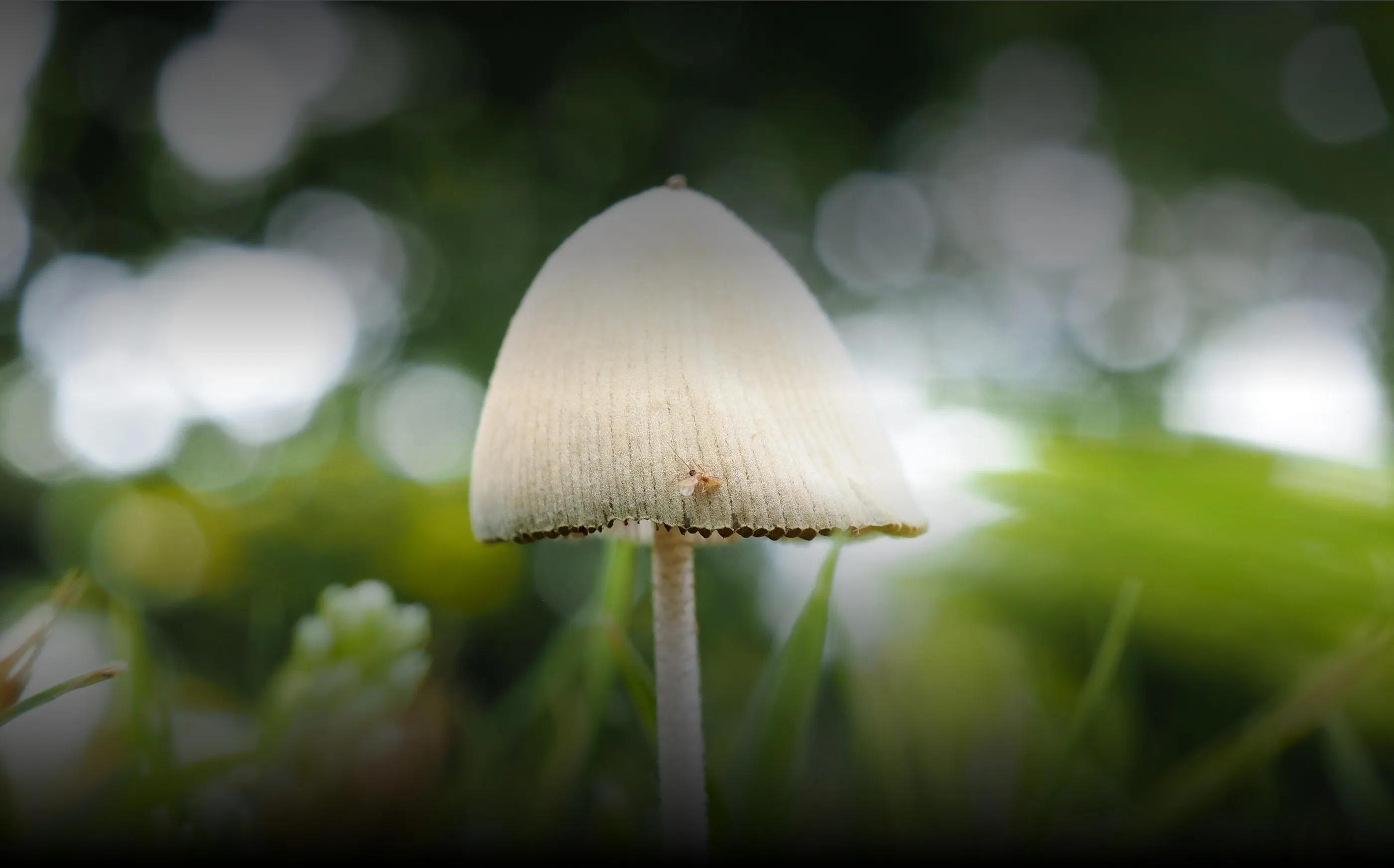 Sharp, Versatile Prime Lenses