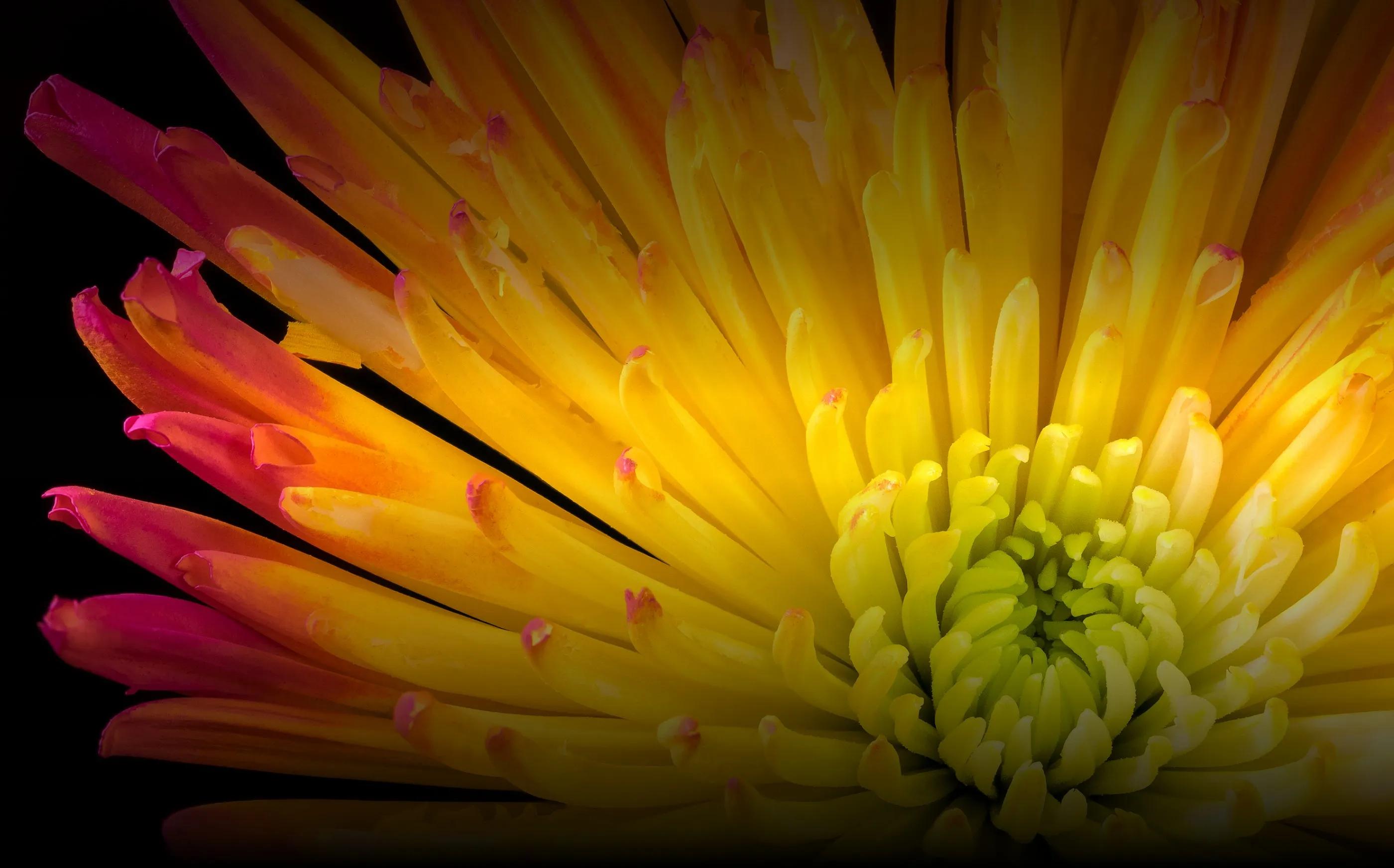 Quiet Auto Focus