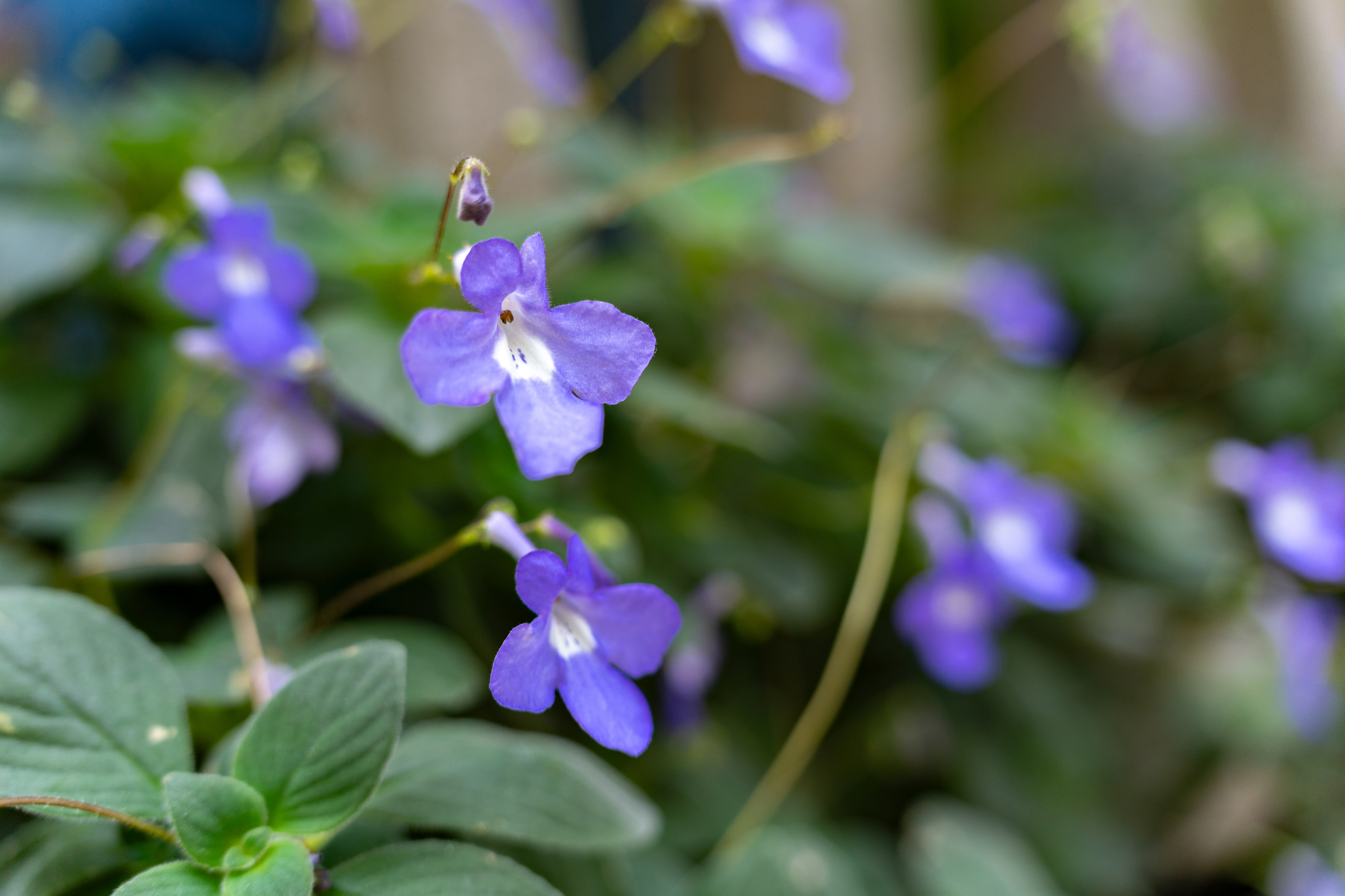 Versatile Zoom Performance