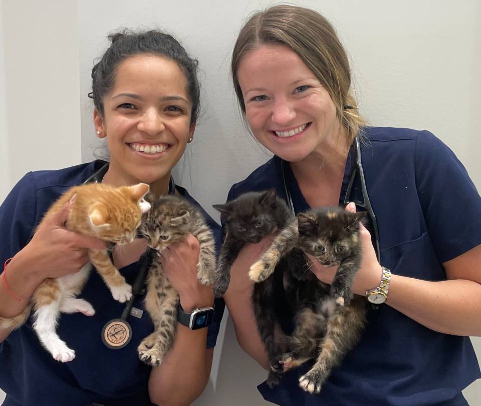 Primary and Preventative Pet Care Services Petfolk