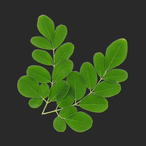 Ina Labs Ingredient 