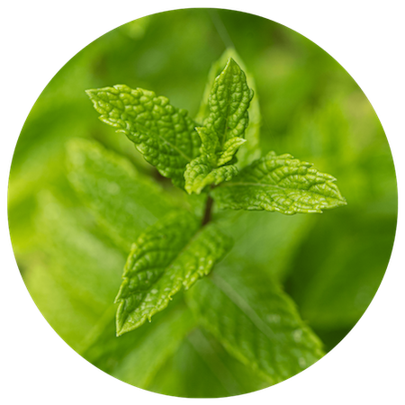 Spearmint Essential Oil