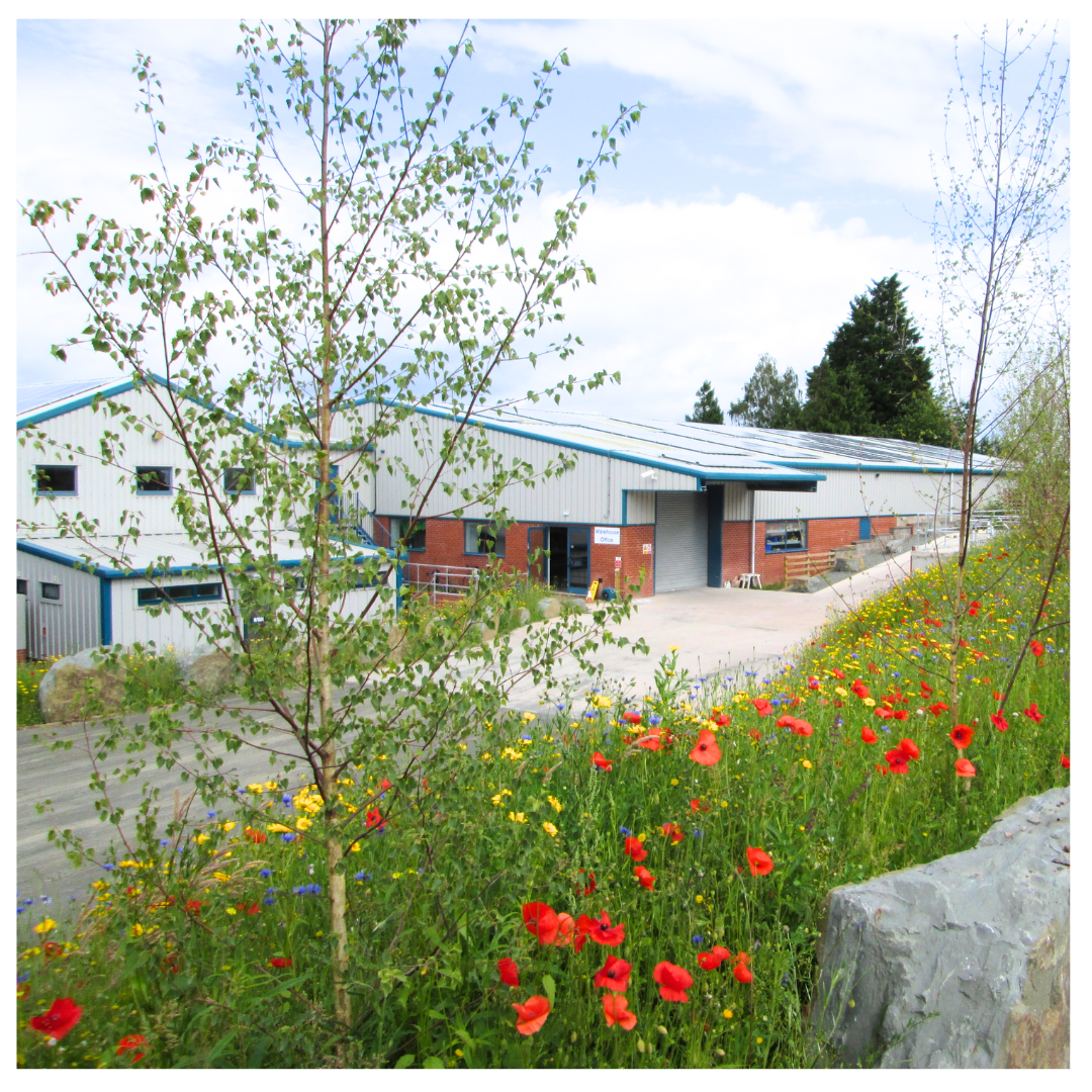 Wild flowers outside the Wind & Sun warehouse