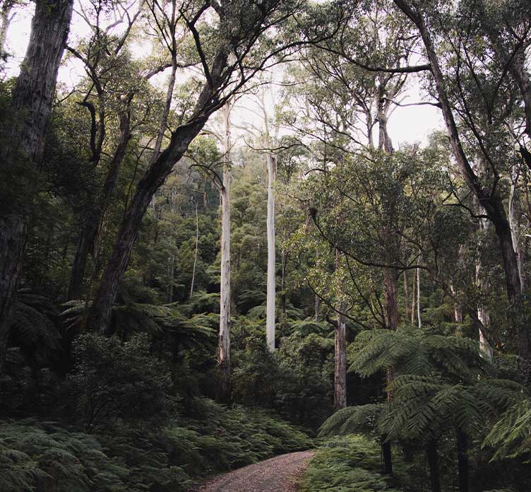 rainforest trees - square image