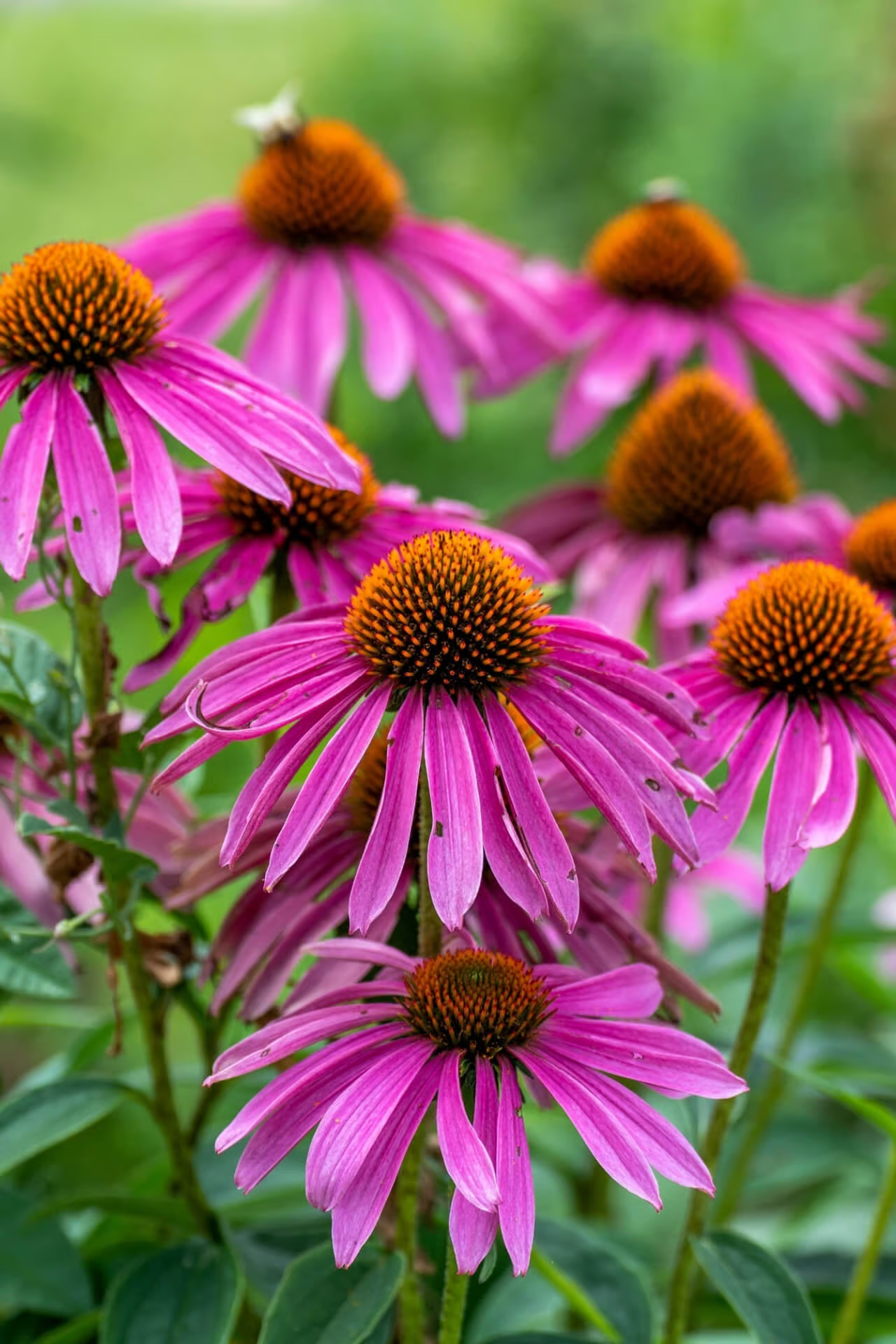 Echinacea Plants for Sale – Hardy, Beautiful &amp; Medicinal – TN Nursery