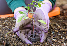 Migali® Pledges to Plant-A-Tree with Every Product Sold