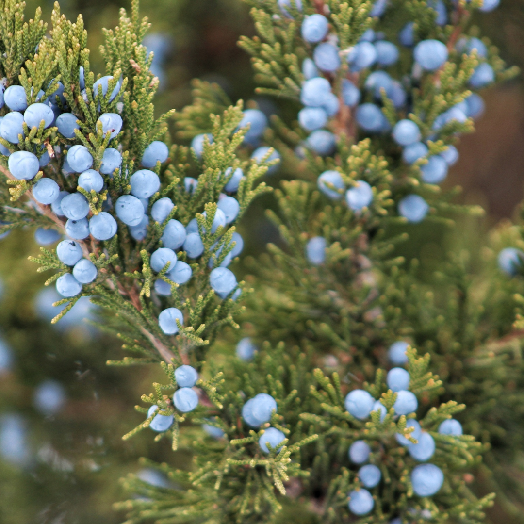 Texas Cedarwood Oil