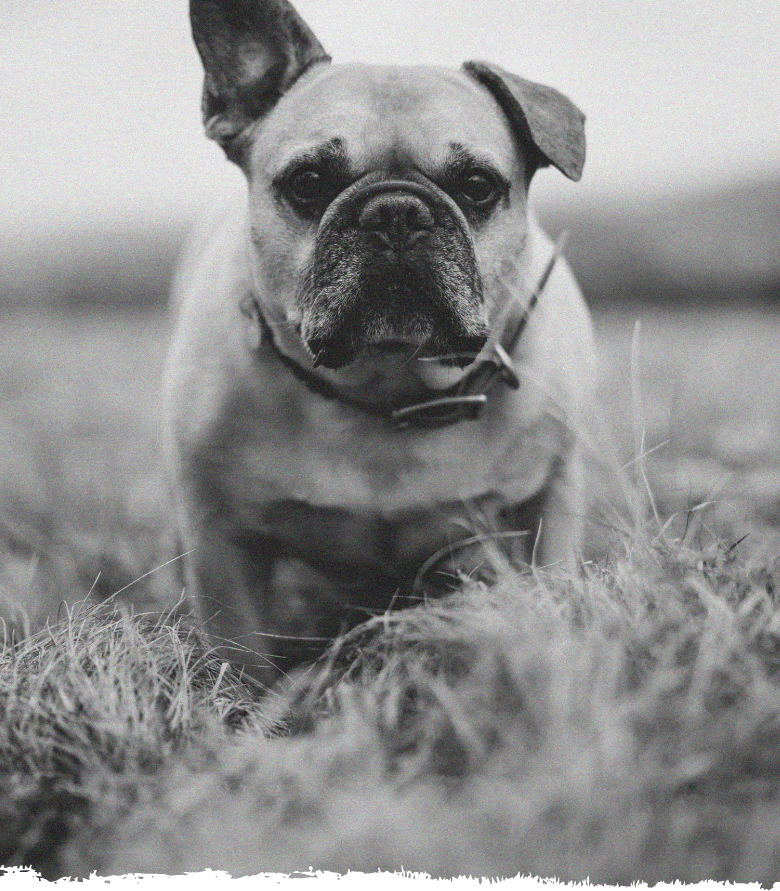 Product Info _ Dog