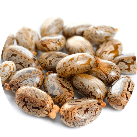 Castor Seed Oil