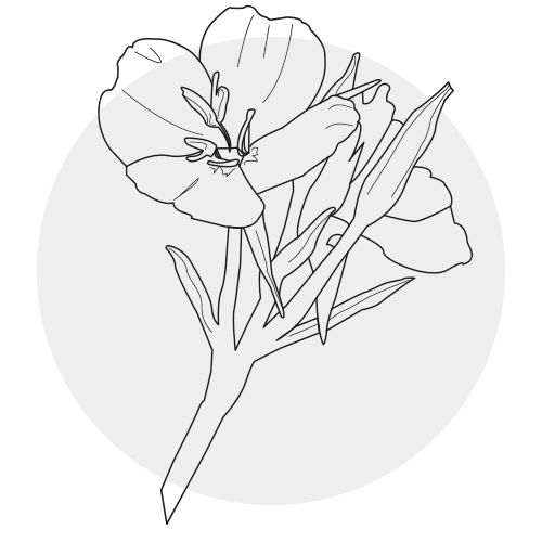 EVENING PRIMROSE OIL